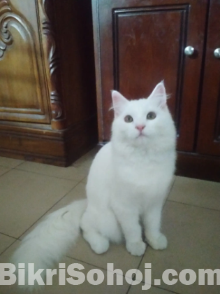 Persian Male Cat